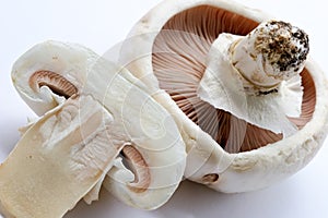 Mushrooms champignons