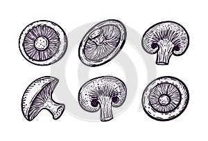 Mushrooms champignons. Hand-drawn illustration. Vegetarian food. For label and poster. Vector illustration