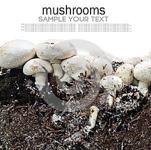 Mushrooms champignons and mycelium isolated on white
