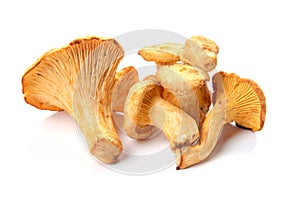 Mushrooms chanterelle