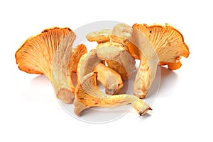 Mushrooms chanterelle