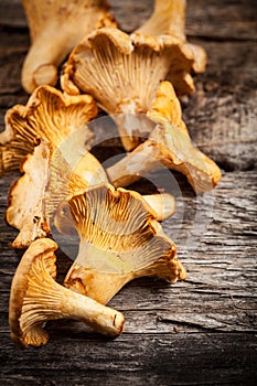 Mushrooms. chanterelle