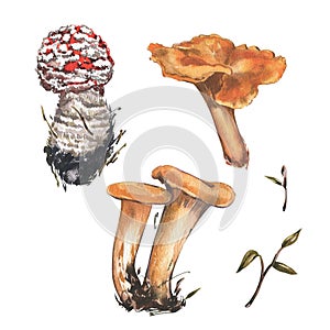 Mushrooms chanterelle, amanita isolated on white background. Watercolor hand drawn botanic illustration. Art for design