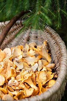 Mushrooms Of Chanterelle On Basket In Forest Close Up