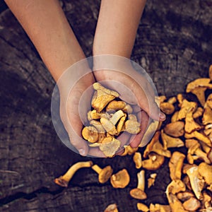 Mushrooms chanterelle in the basket