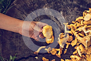 Mushrooms chanterelle in the basket