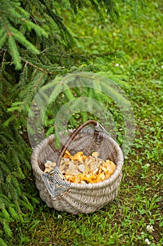 Mushrooms Chanterelle In Basket In Summer Forest.t