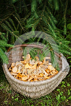 Mushrooms Of Chanterelle On Basket Under Fir In Forest