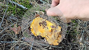 mushrooms of Chanterelle in forest. Yellow Chanterelles growing in wood