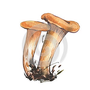 Mushrooms chanterelle isolated on white background. Watercolor hand drawn botanic realistic illustration. Art for design