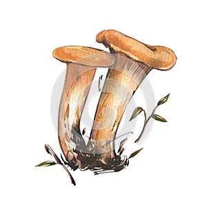 Mushrooms chanterelle isolated on white background. Watercolor hand drawn botanic realistic illustration. Art for design