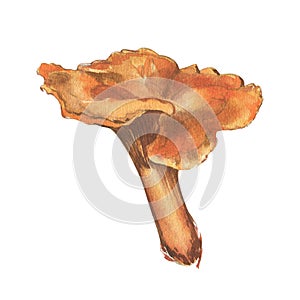 Mushrooms chanterelle isolated on white background. Watercolor hand drawn botanic realistic illustration. Art for design