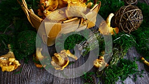 Mushrooms chanterelle in the moss