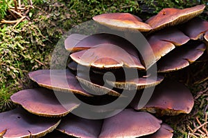 Mushrooms Chestnut brittlestem