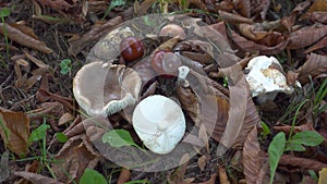 Mushrooms and Chestnuts on forest floor with foliage and grass