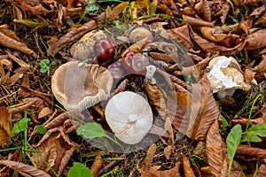 Mushrooms and Chestnuts on forest floor with foliage and grass