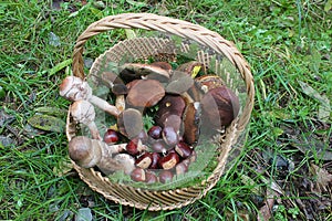 Mushrooms and chestnuts in a wicker basket