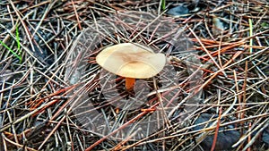 Mushrooms in cieza