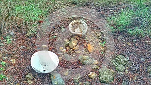 Mushrooms in cieza 3