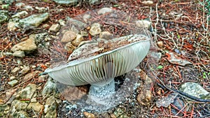 Mushrooms in cieza 4