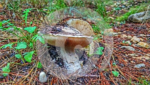 Mushrooms in cieza 5