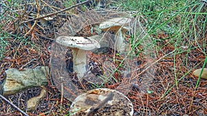 Mushrooms in cieza 6