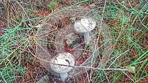 Mushrooms in cieza 7