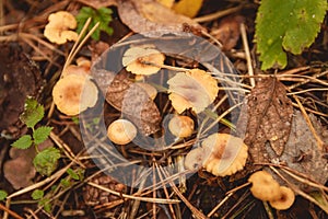 Mushrooms in a clearing in an autumn mushroom forest.