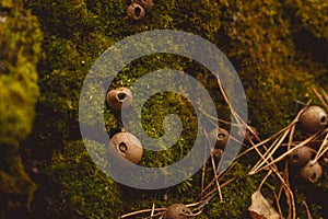 Mushrooms in a clearing in an autumn mushroom forest.