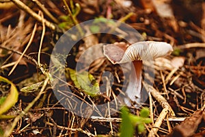 Mushrooms in a clearing in an autumn mushroom forest.