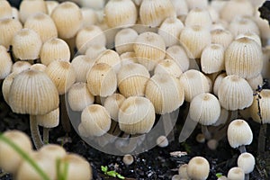 Mushrooms
