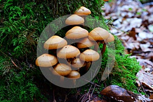 Mushrooms in clump on mossy tree stump, fall season nature details