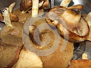 Mushrooms collected in the forest are white, the rough-stemmed bolete, butterflyfish, aspen. Wash and clean for cooking.