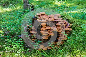 Mushrooms colony on a stump.