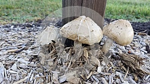 MUSHROOMS COMING OUT OF MULCH