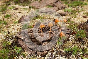 Mushrooms Conocybe on Cow Dung photo