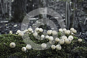 Mushrooms containing psilocybin grow on green moss