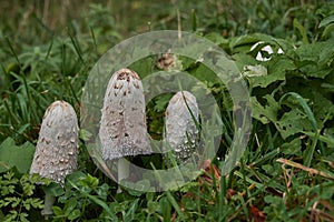 Mushrooms Coprinus comatus, the shaggy ink cap, lawyer`s wig or shaggy mane
