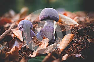 Mushrooms Cortinarius violaceus Selective Focus