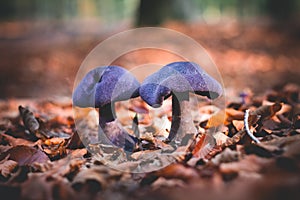 Mushrooms Cortinarius violaceus Selective Focus