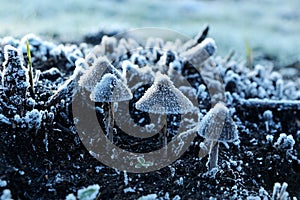 Mushrooms covered with frost in November.