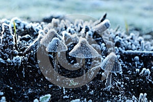 Mushrooms covered with frost in November. photo