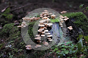 Mushrooms covering rock