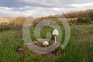 Mushrooms on Cow Dung photo