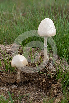 Mushrooms on Cow Dung photo
