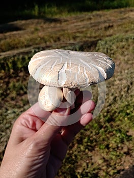 Mushrooms with cracks picked by by a road by a field