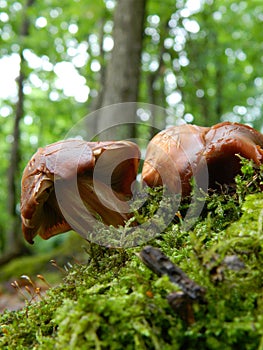 A mushrooms with a crooked hats