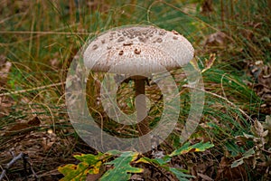 Mushrooms cut in the woods. Mushroom boletus edilus. Popular white Boletus mushrooms in forest.