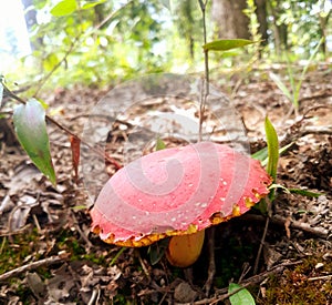 Mushrooms so cute mario couldnt resist