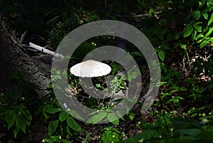 Mushrooms Cystolepiota high - Macrolepiota procera